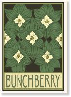 BunchBerryA6