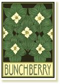 BunchBerryA6a1